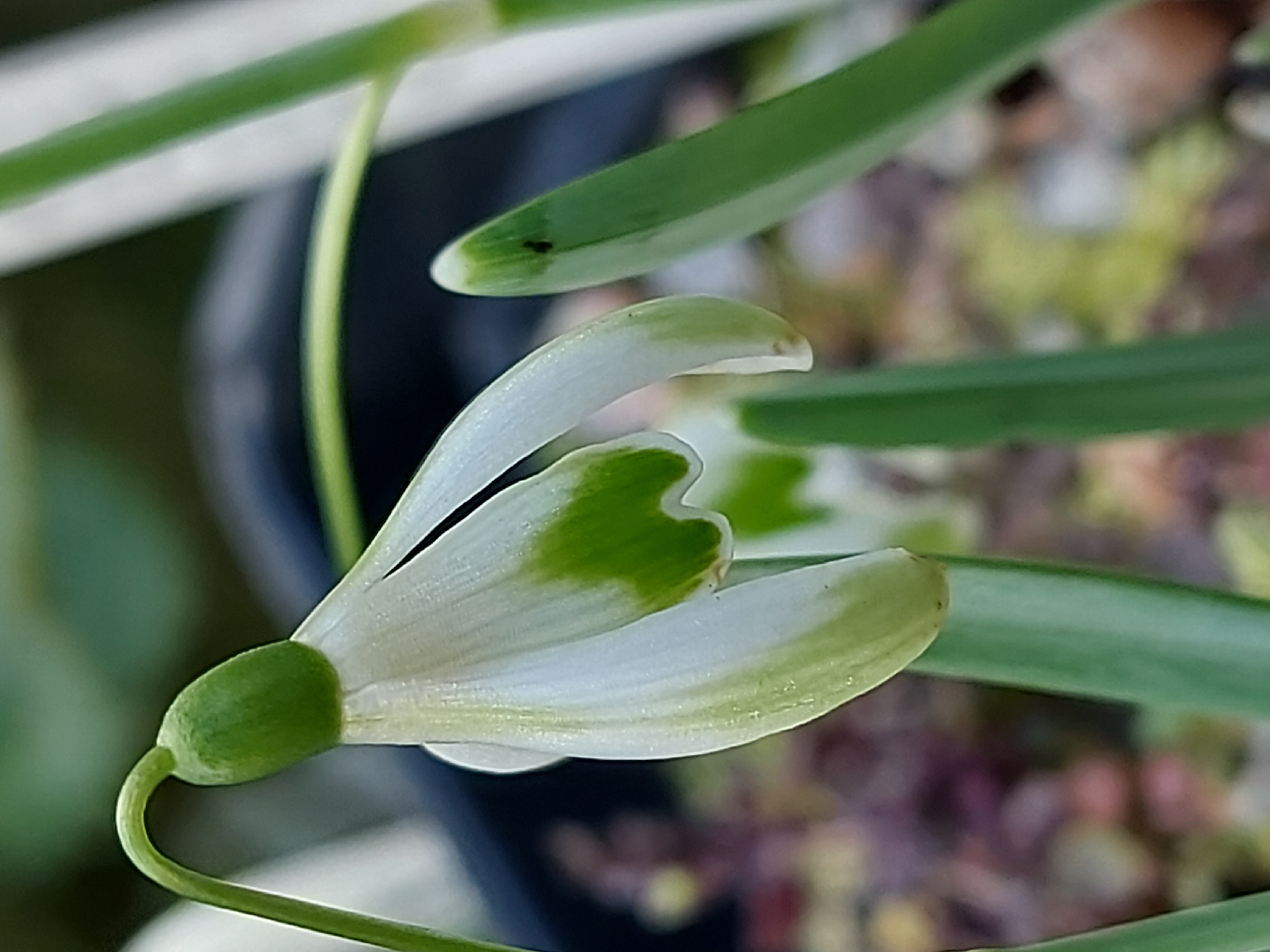 Galanthus Selina Cords