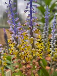 Lachenalia mutabilis