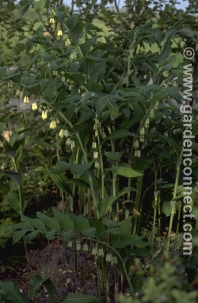 Polygonatum x hybridum Weihenstephen