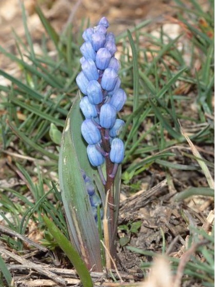 Hyacinthella campanulata
