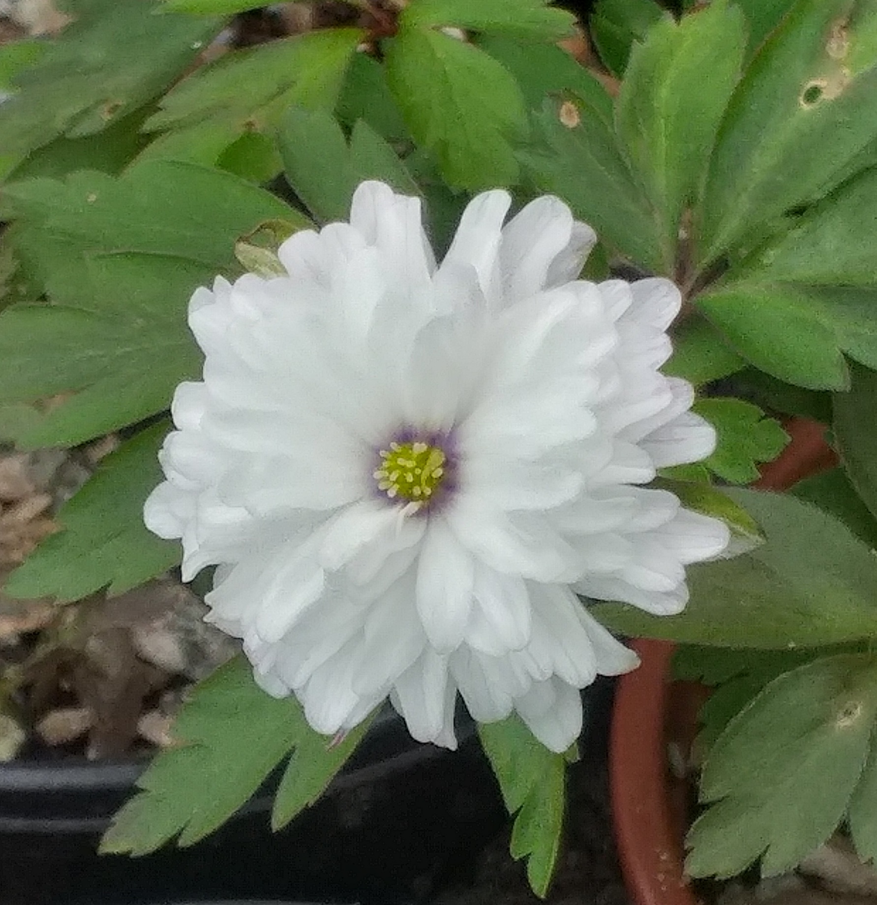 Anemone nemorosa Blue Eyes