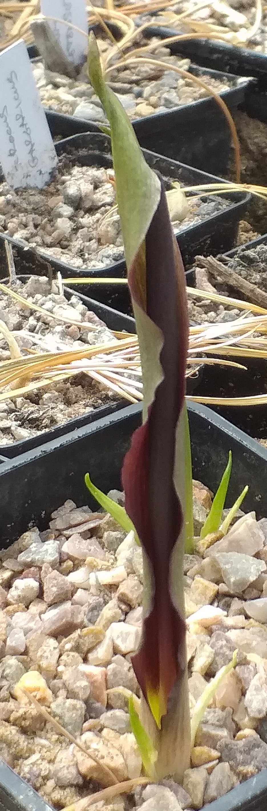 Biarum rhophalospadix