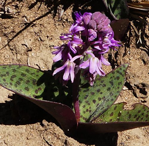Ledebouria sandersonii