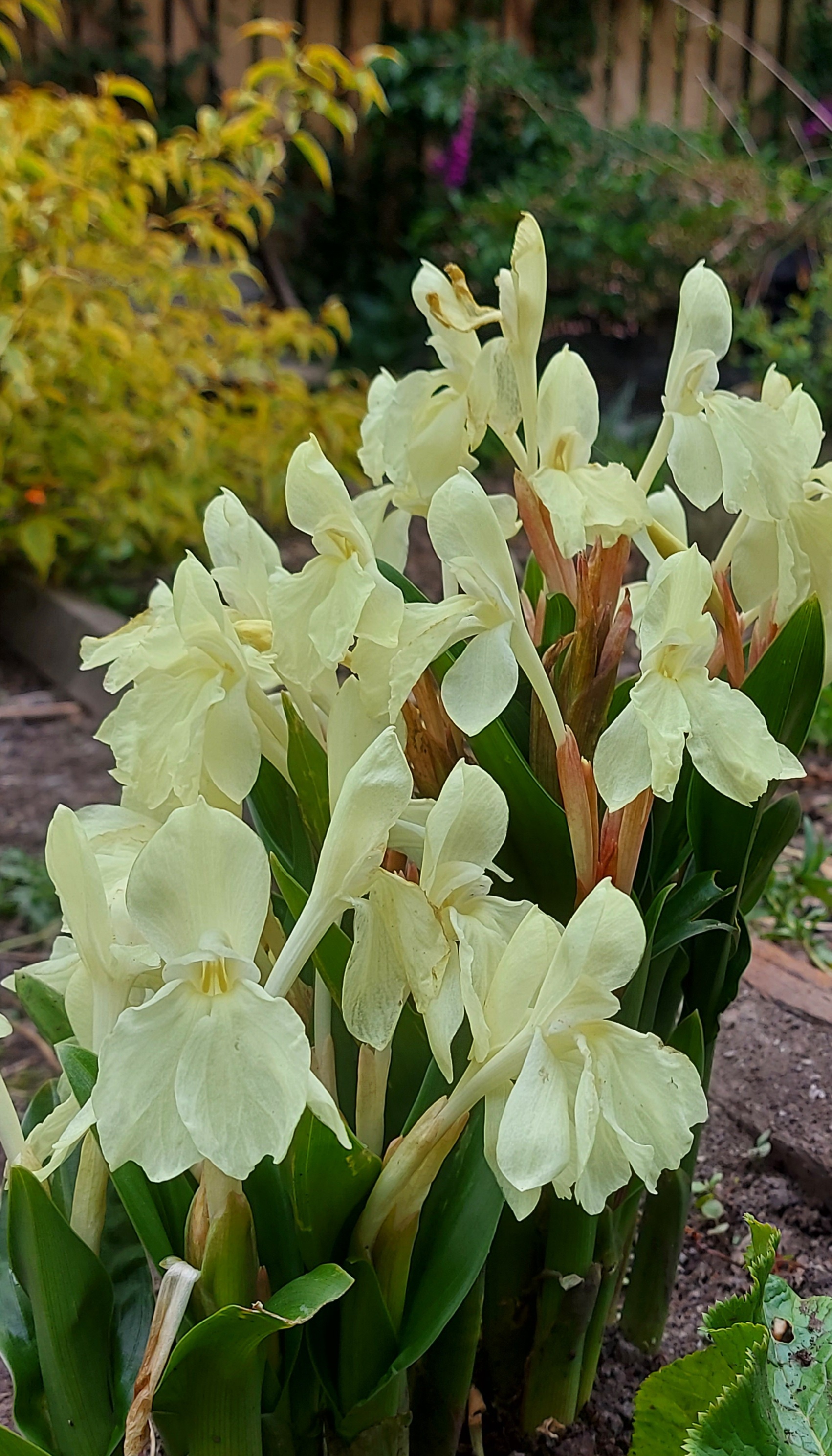 Roscoea cautleyoides