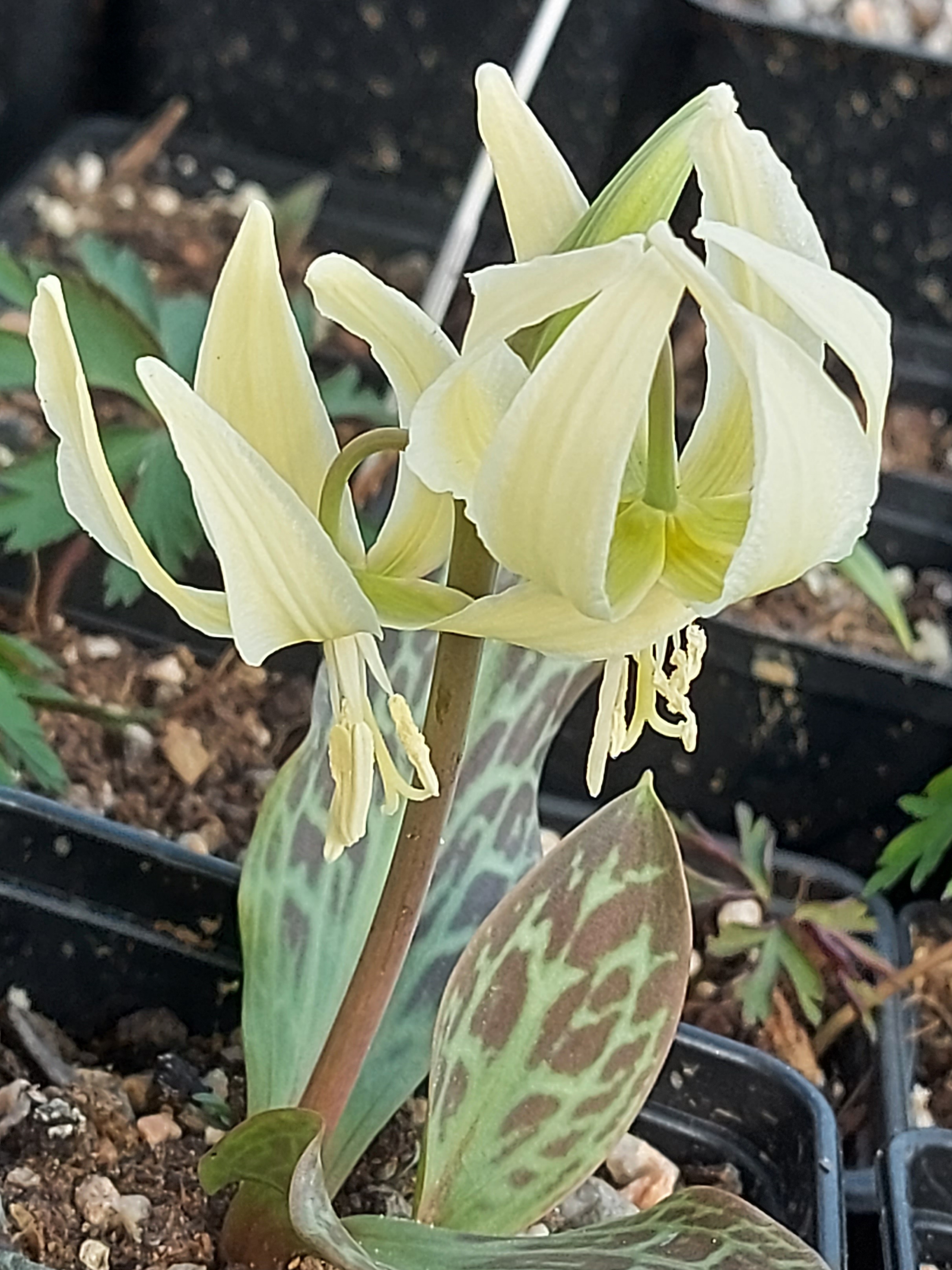 Erythronium oregonum