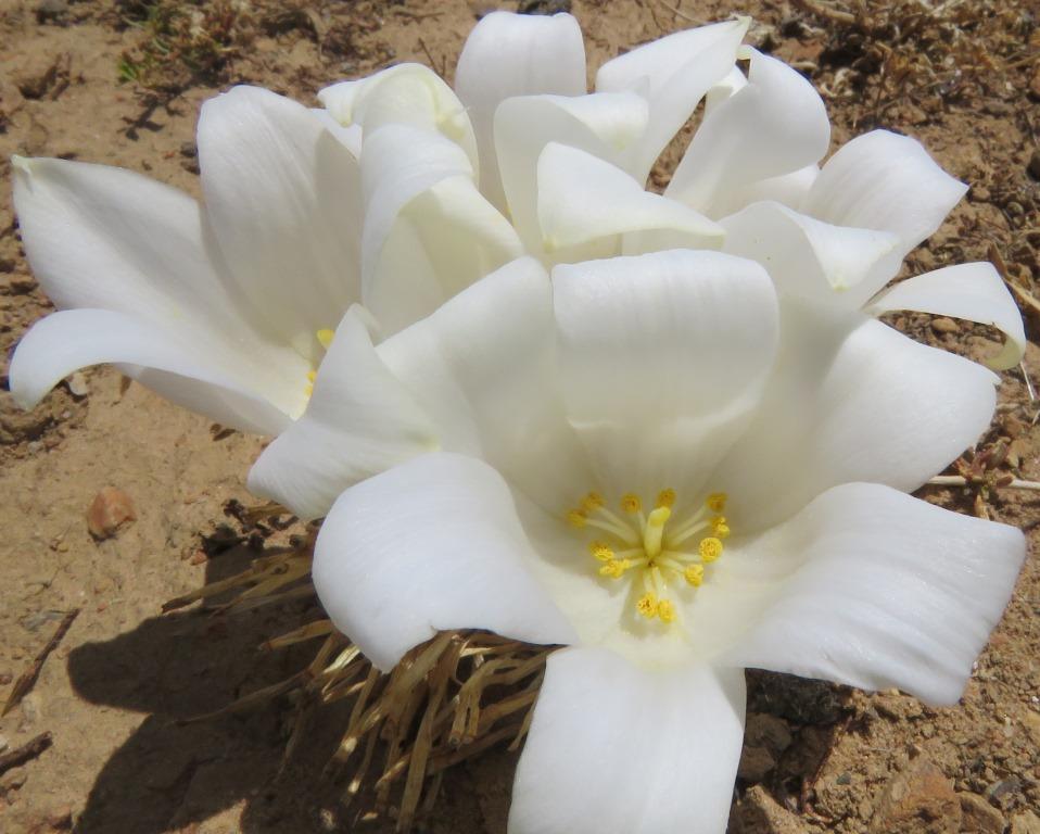 Gethyllis campanulata