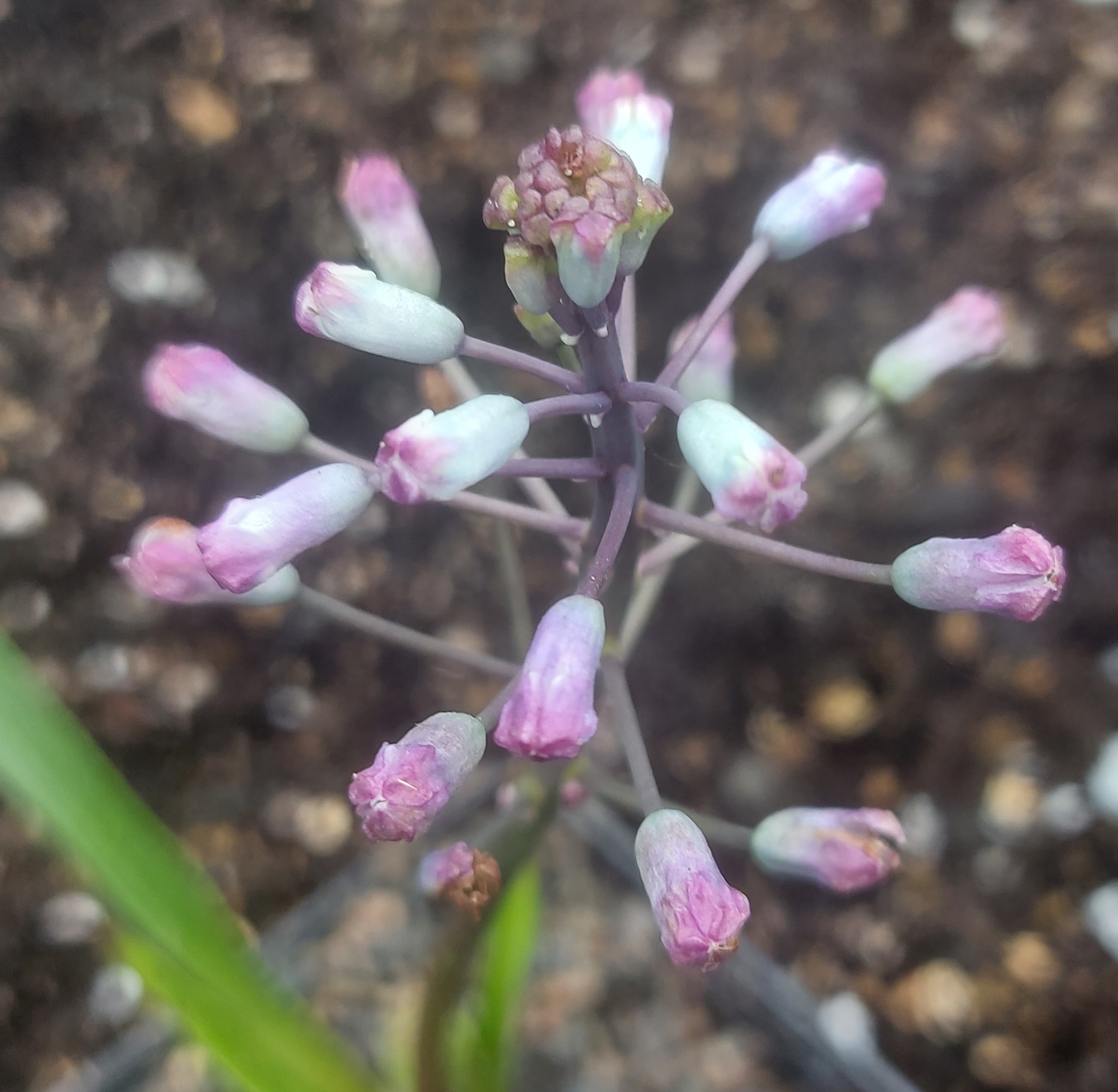 Bellevalia cyanopoda