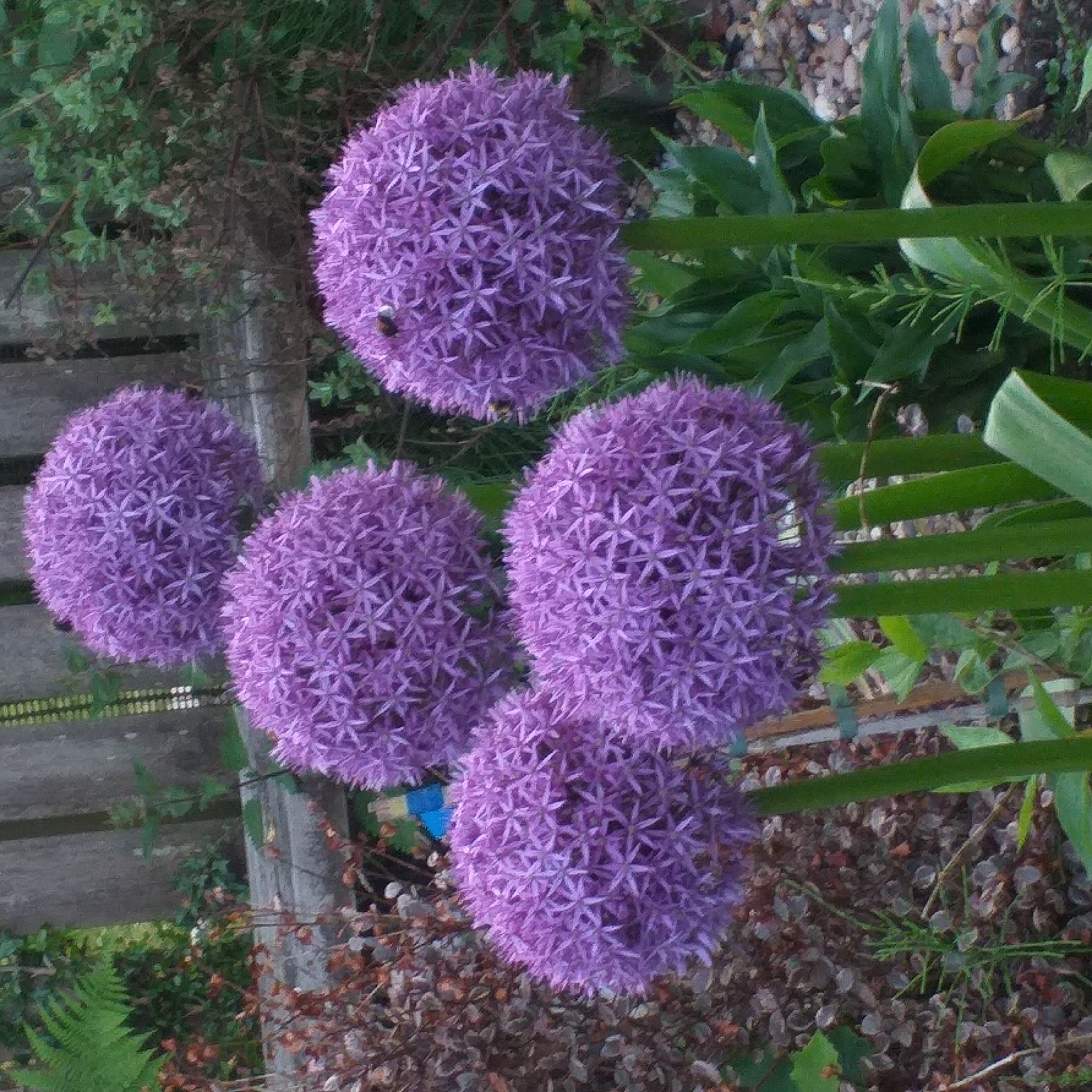 Allium Gladiator