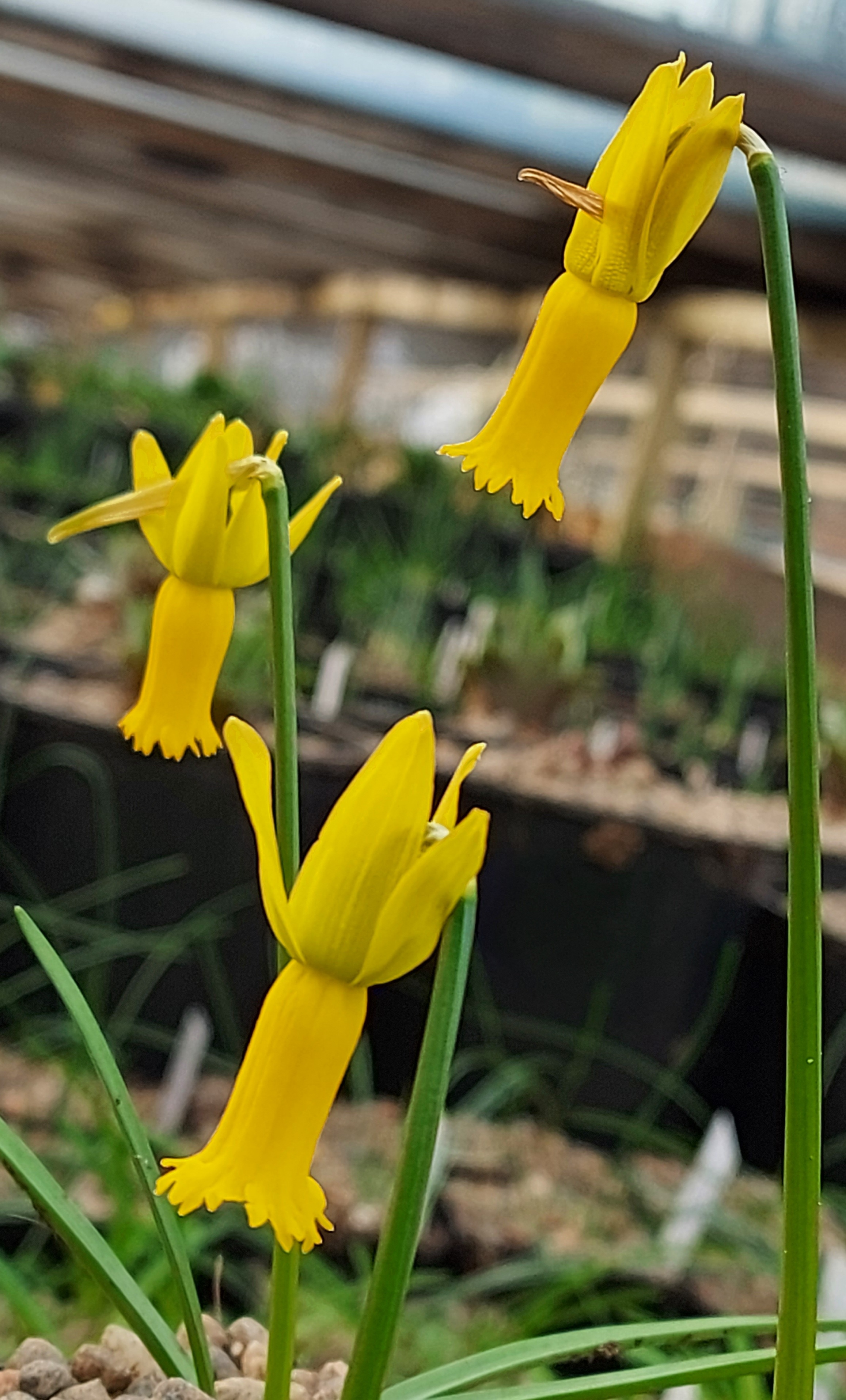 Narcissus cyclamineus