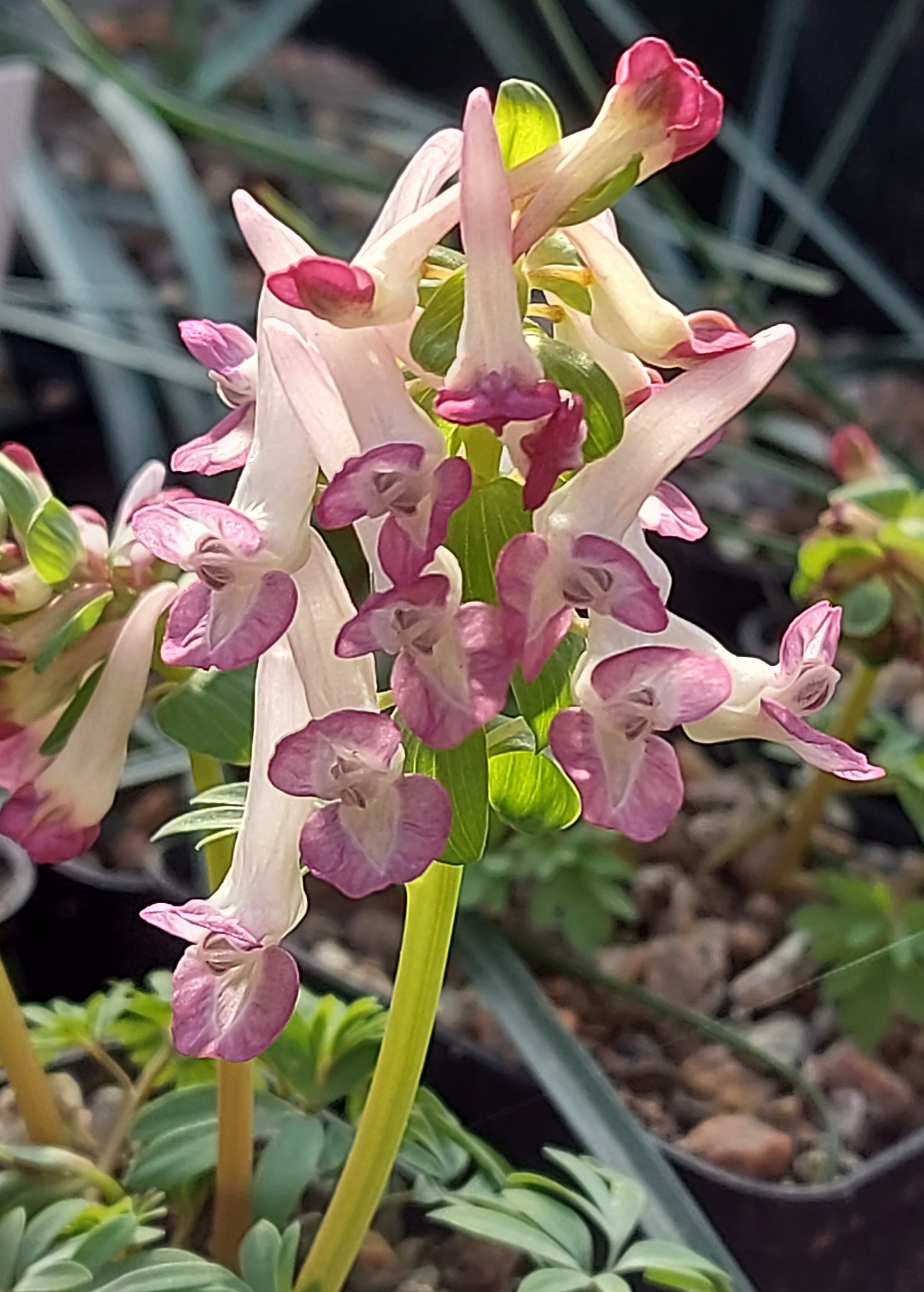 Corydalis Lentune Rouge