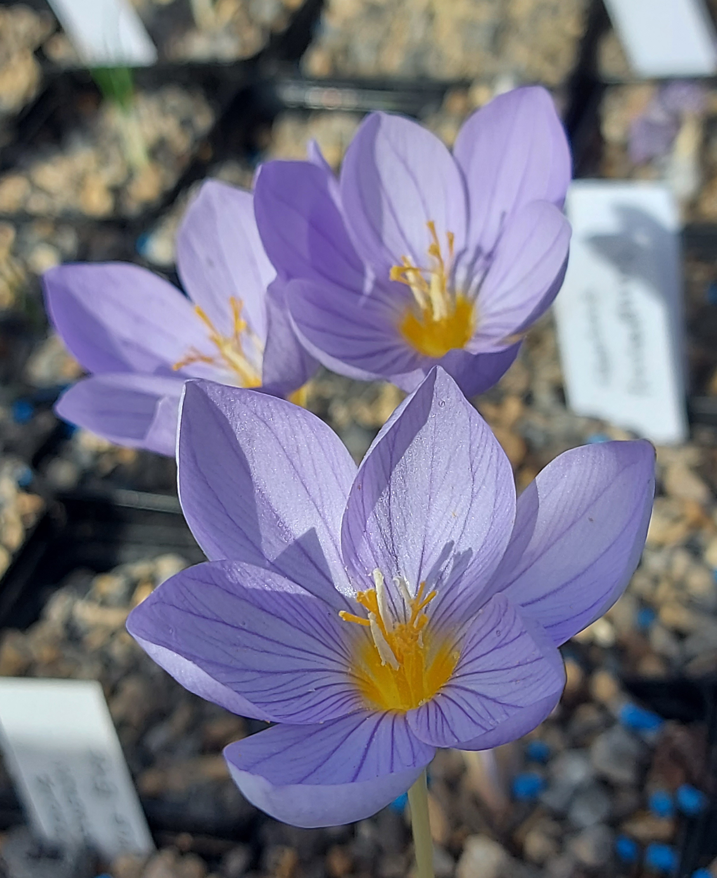 Crocus pulchellus