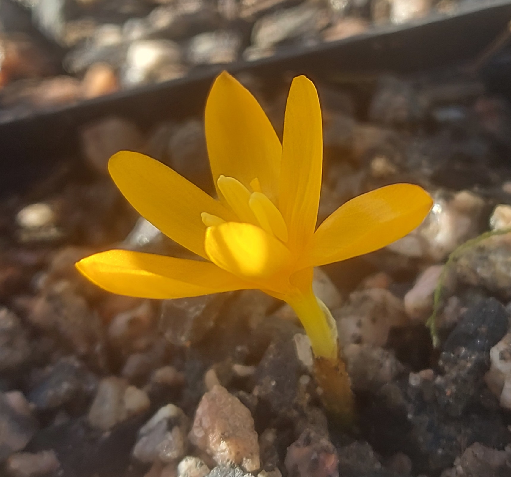Crocus gargaricus
