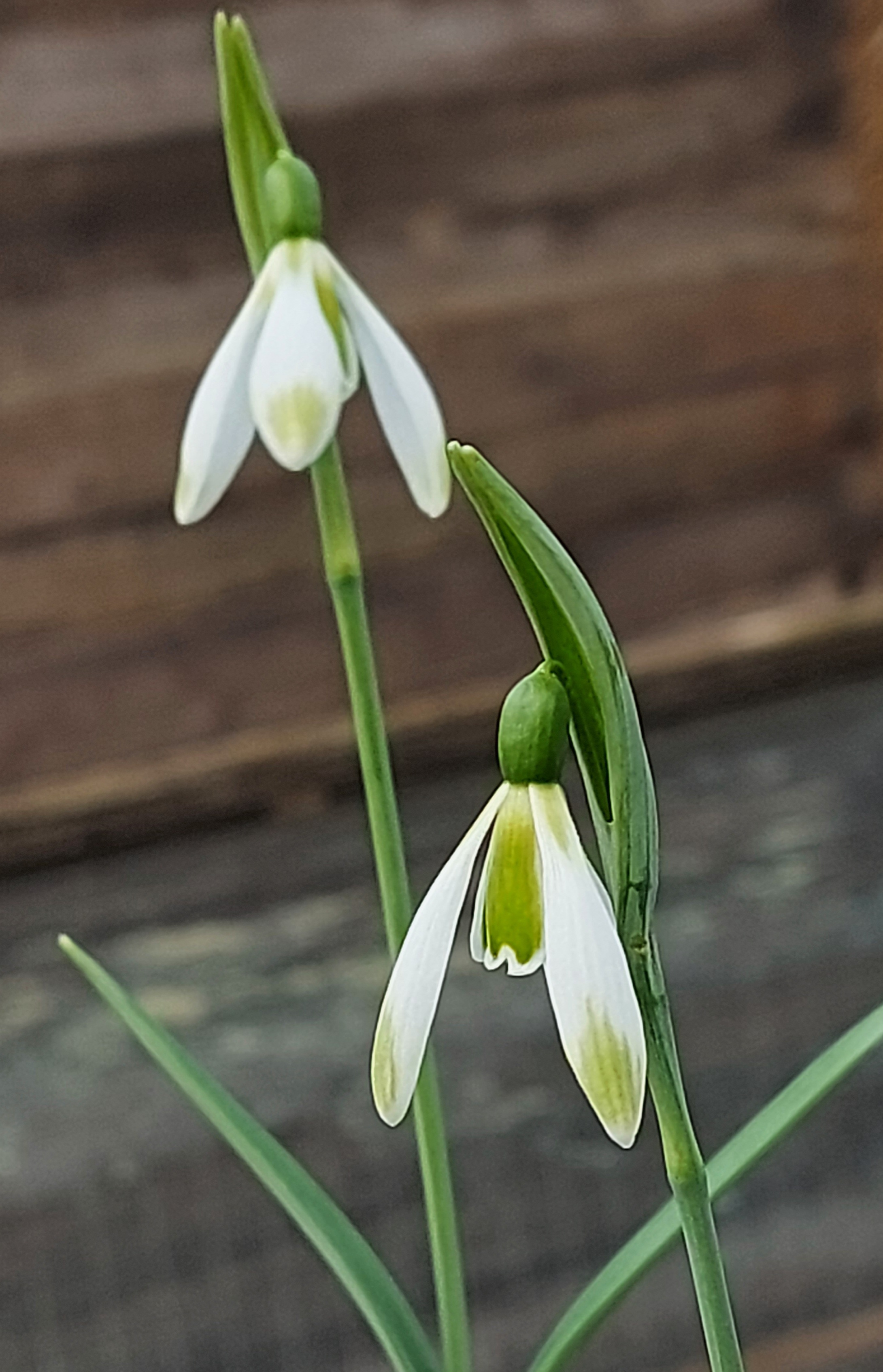 Galanthus Modern Art