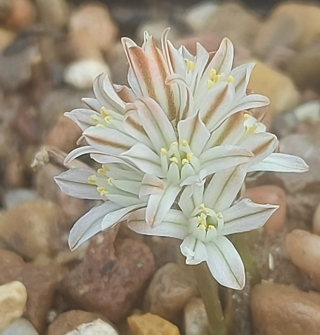 Eriospermum paradoxum