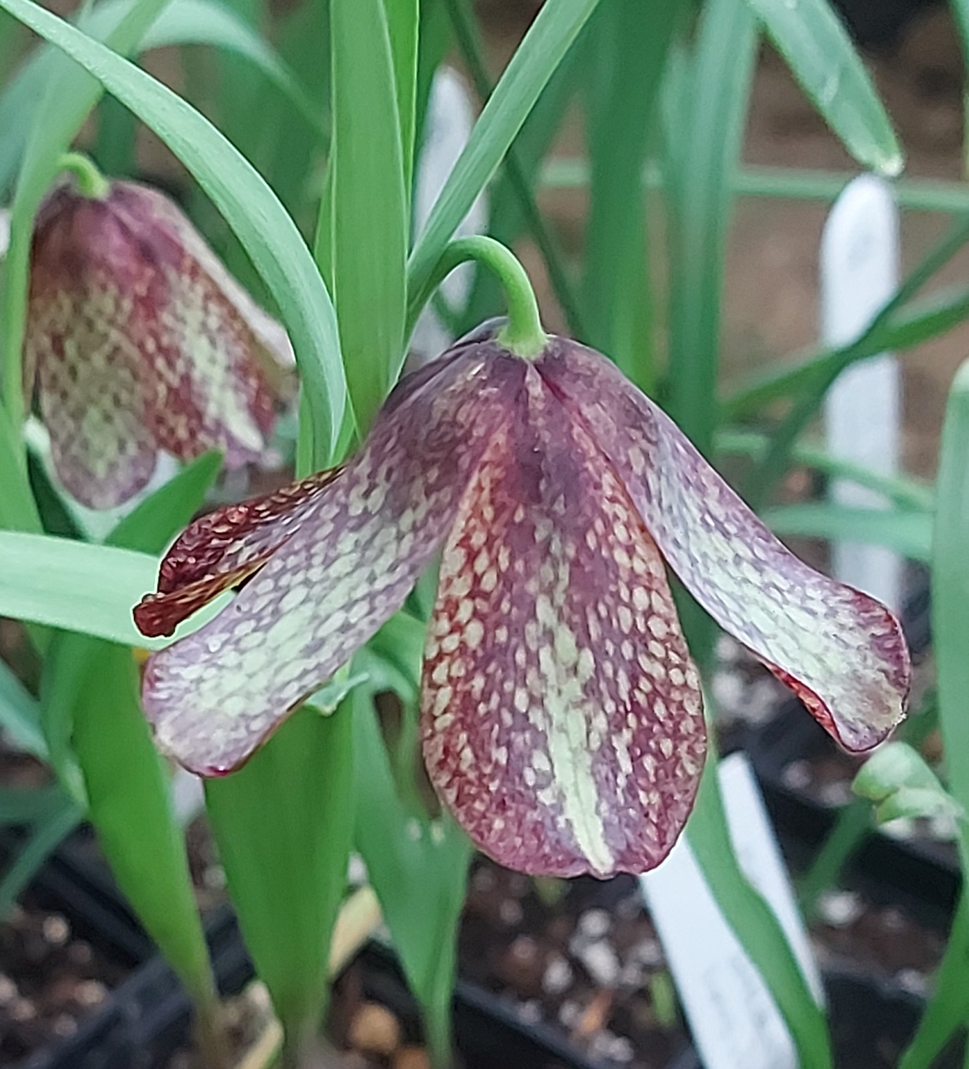 Fritillaria Lentune Slate