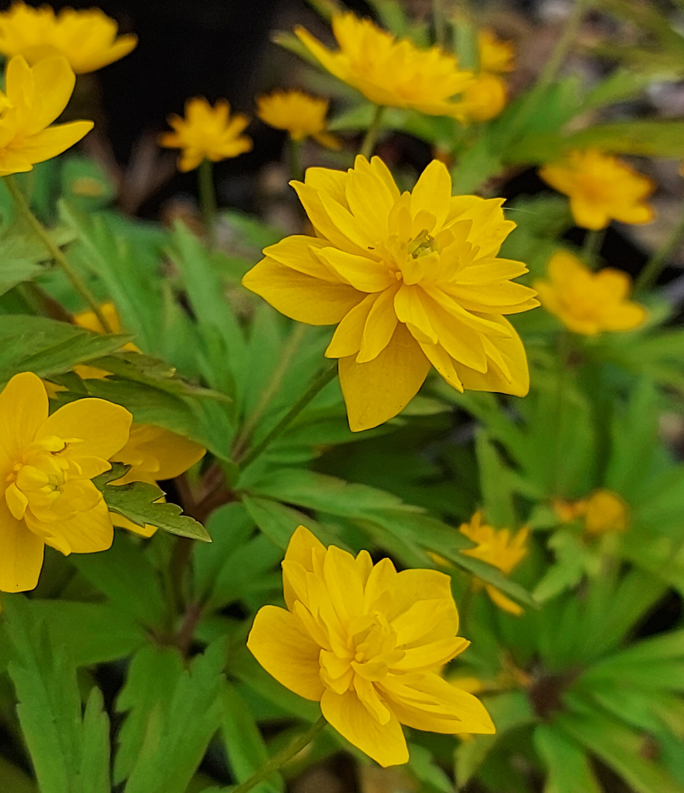 Anemone ranunculoides Lea
