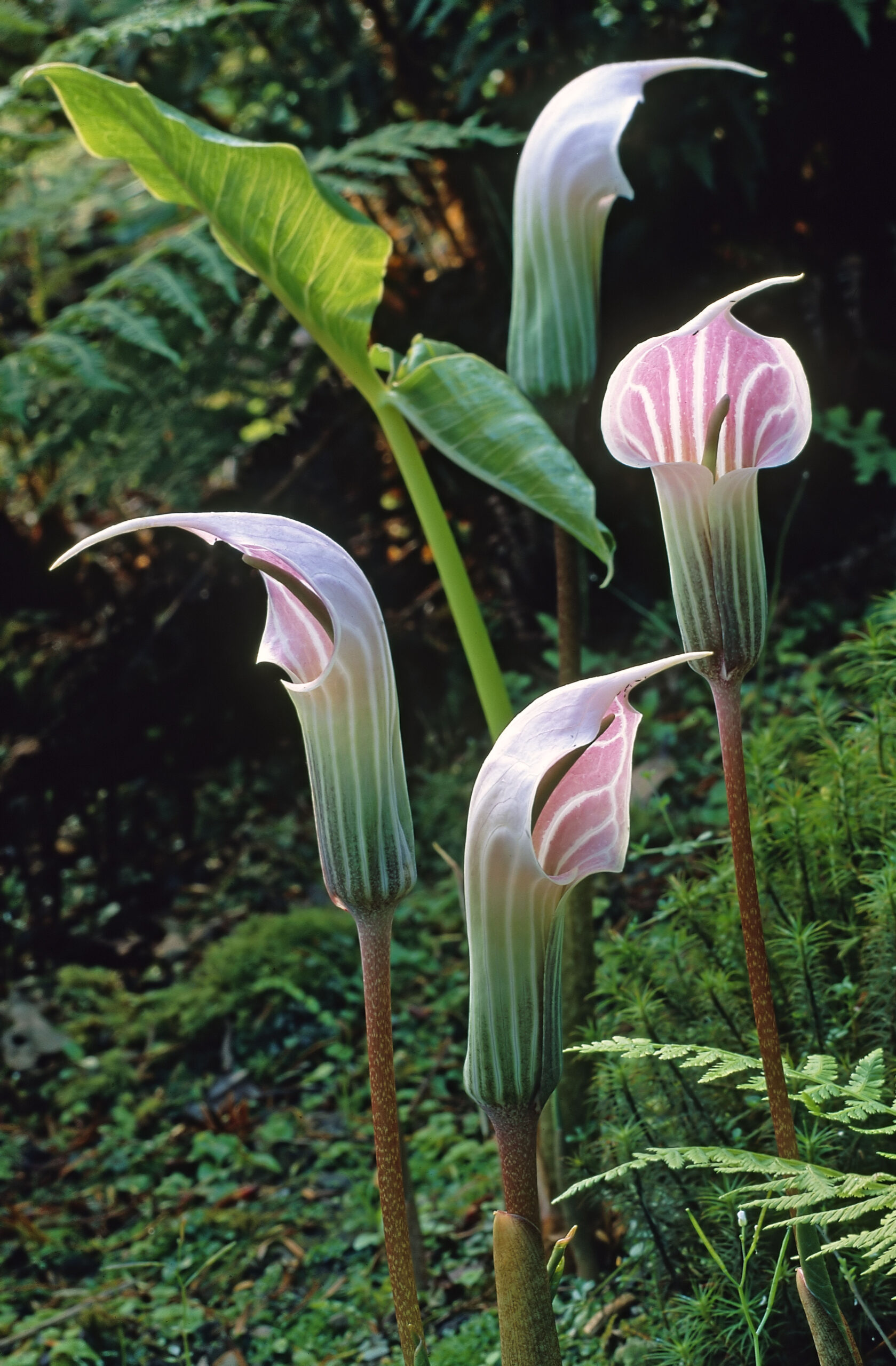 Arisaema candidissimum