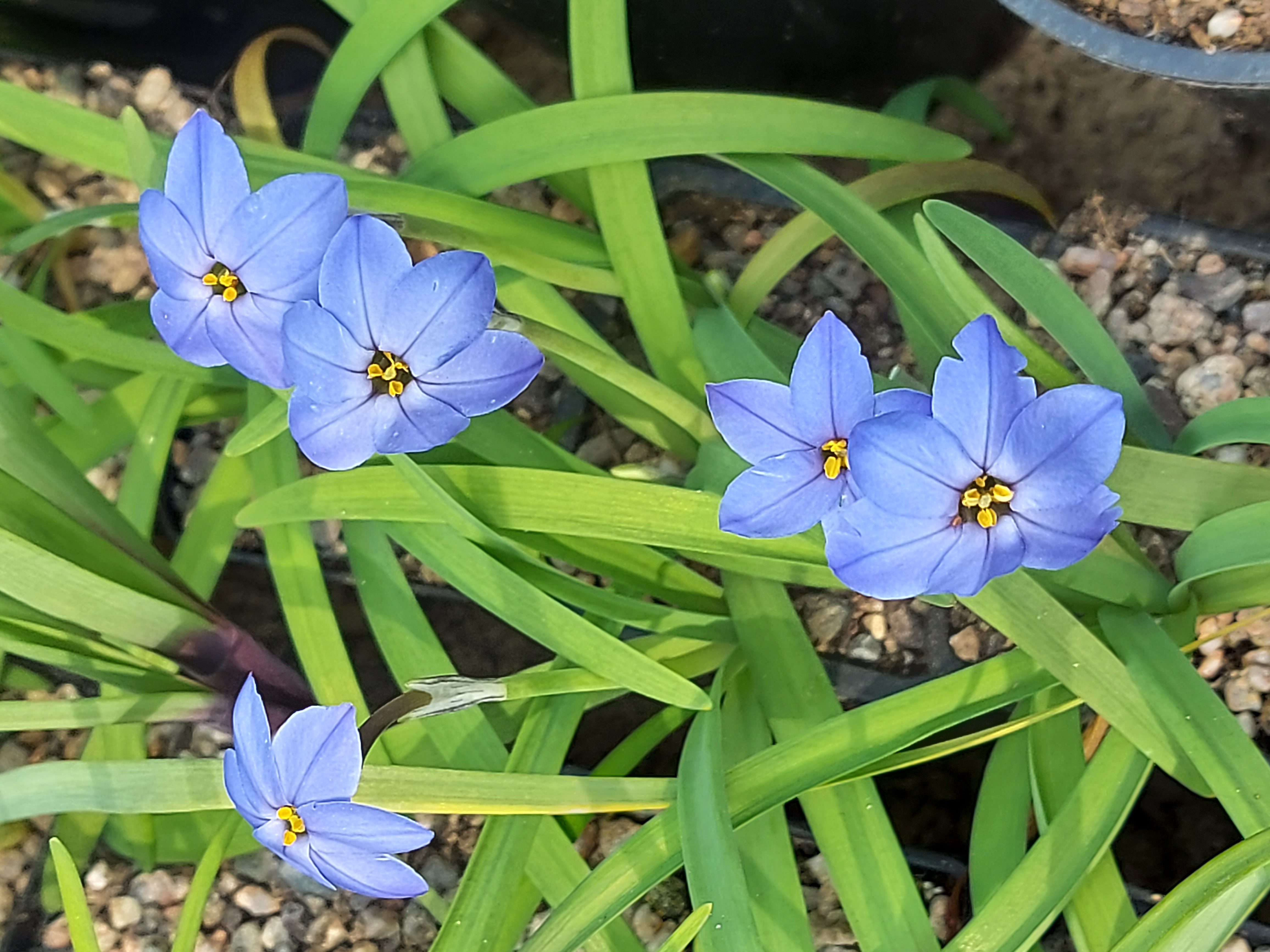 Ipheion Jessie