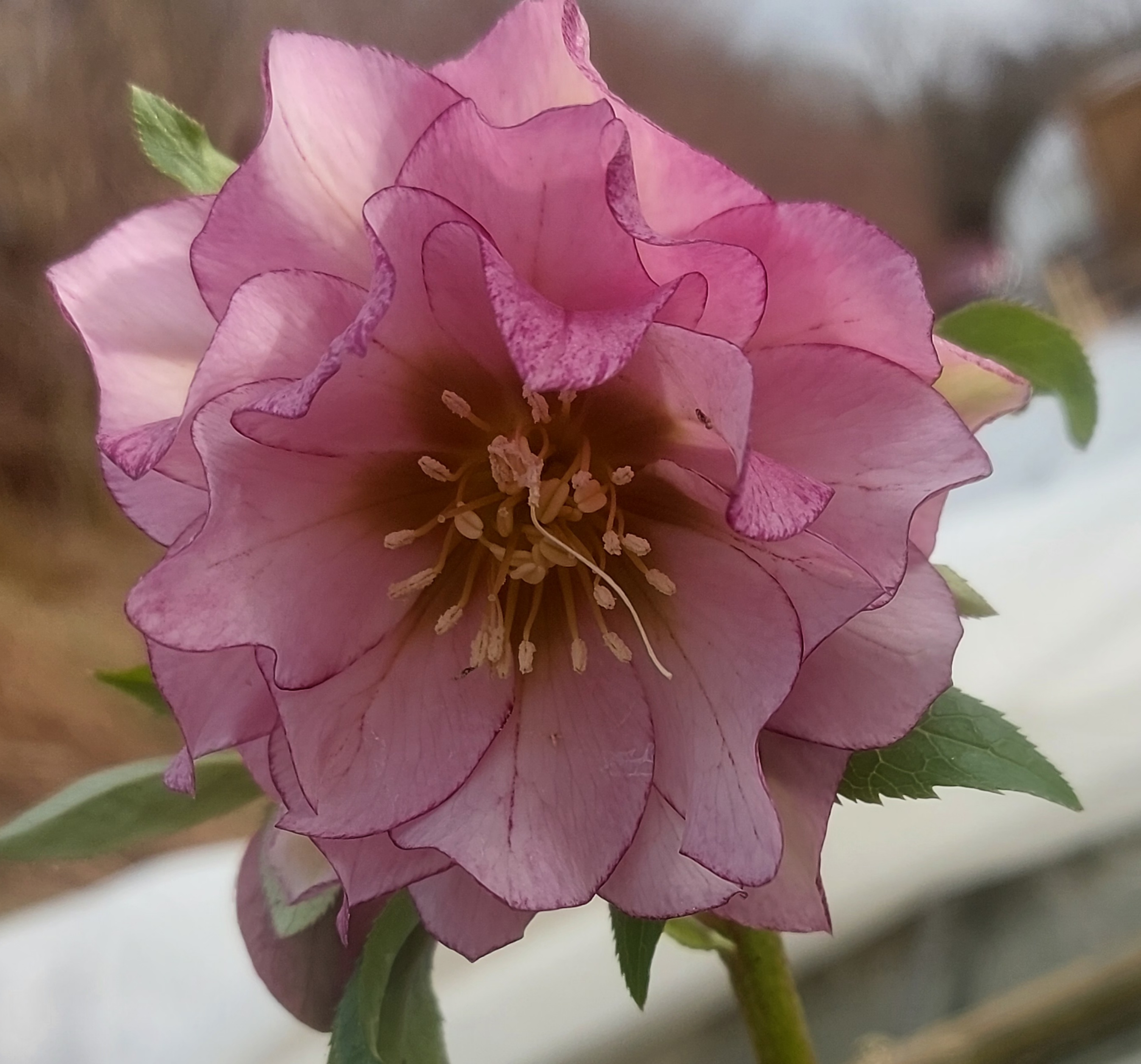 Helleborus x hybridus Double Picotee