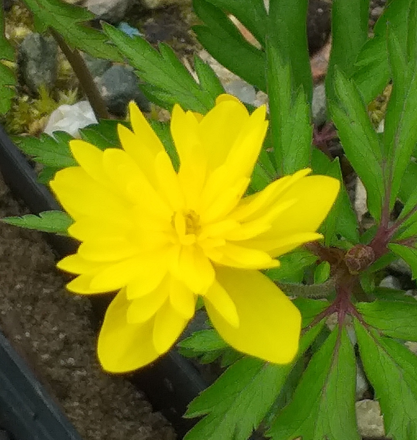 Anemone ranunculoides Papa