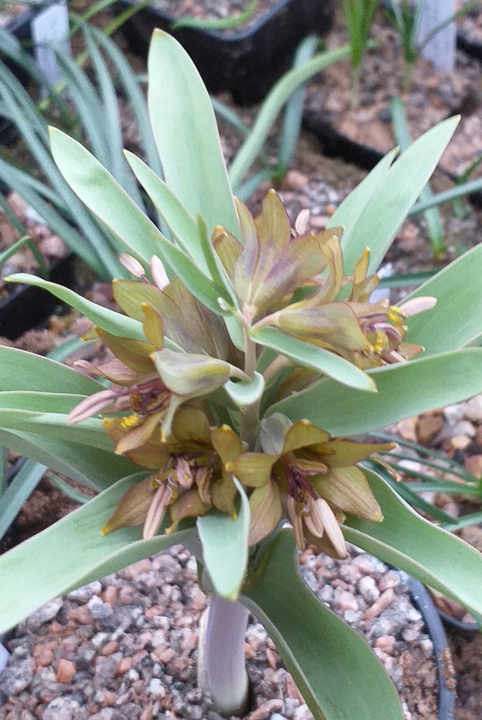 Fritillaria sewerzowii