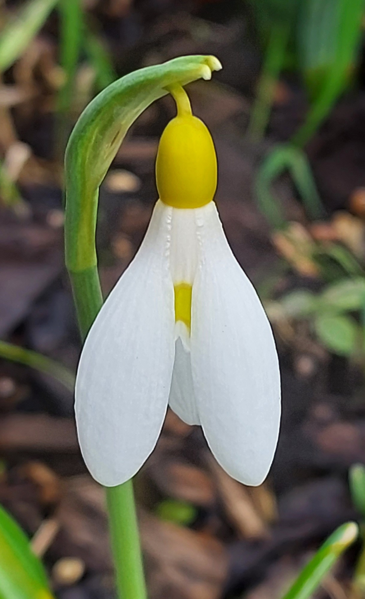 Galanthus Sarah Dumont