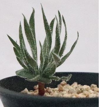 Eriospermum folioliferum