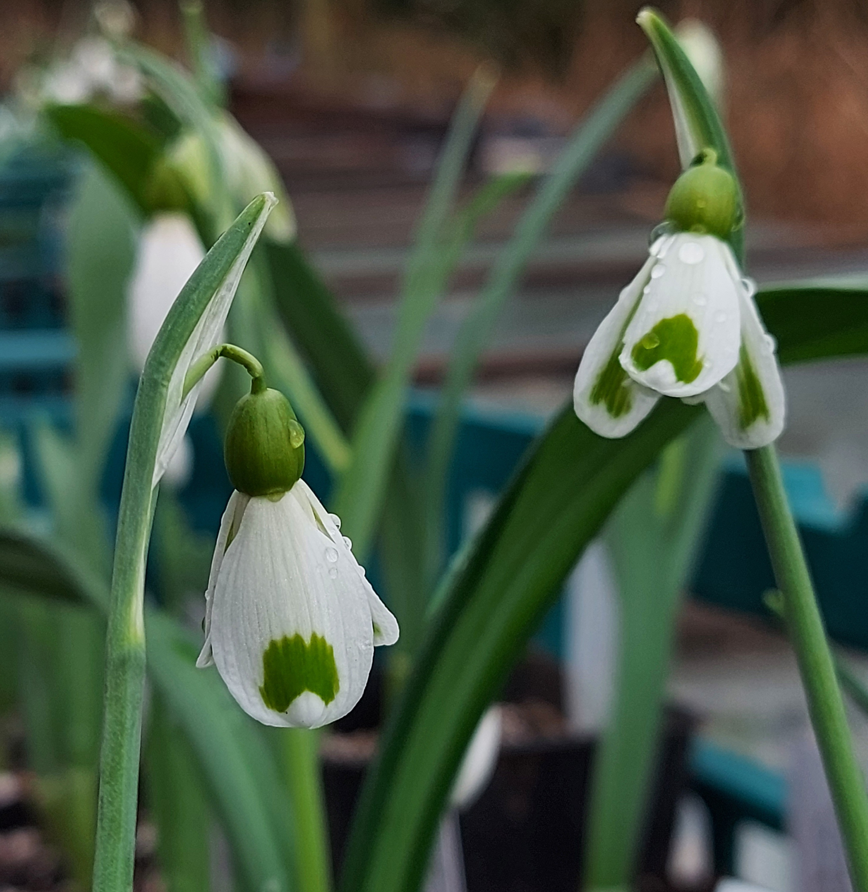 Galanthus Eeyore