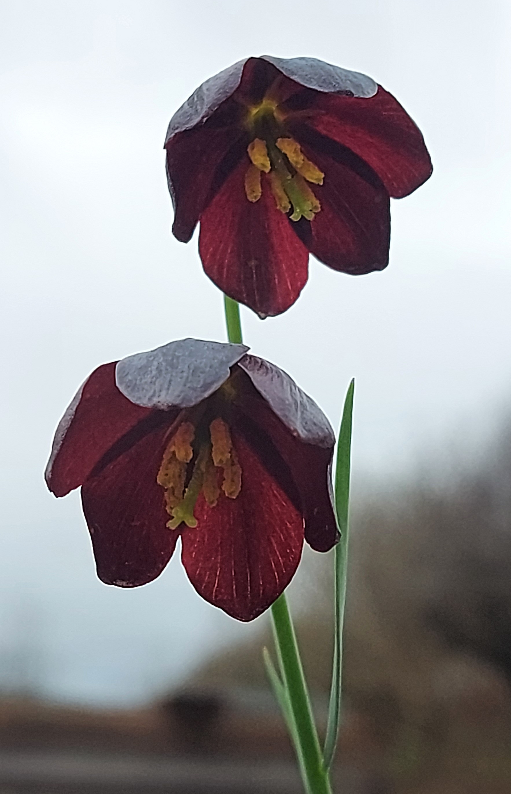 Fritillaria obliqua