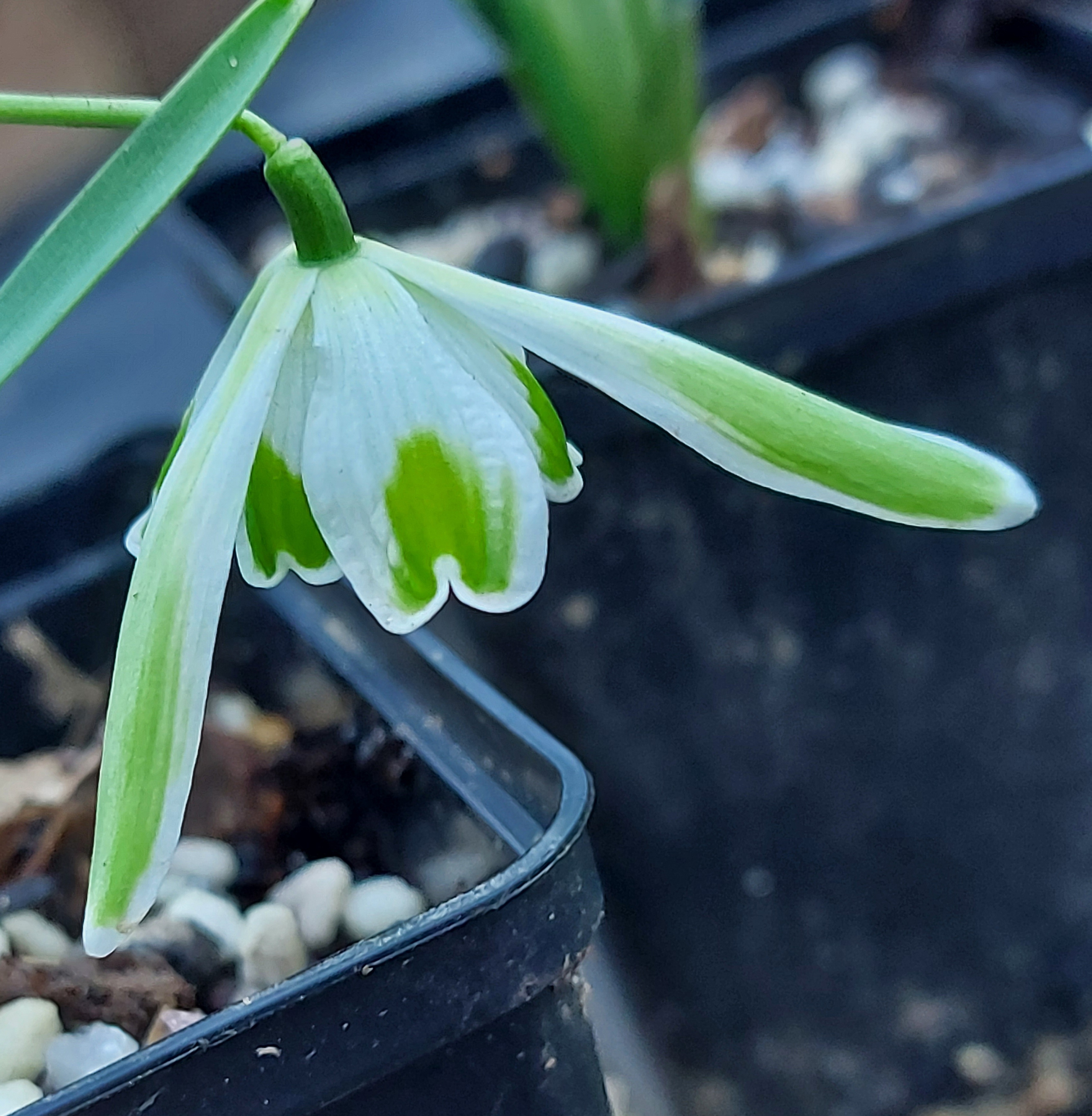 Galanthus Walrus