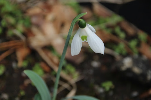 Galanthus Hollis