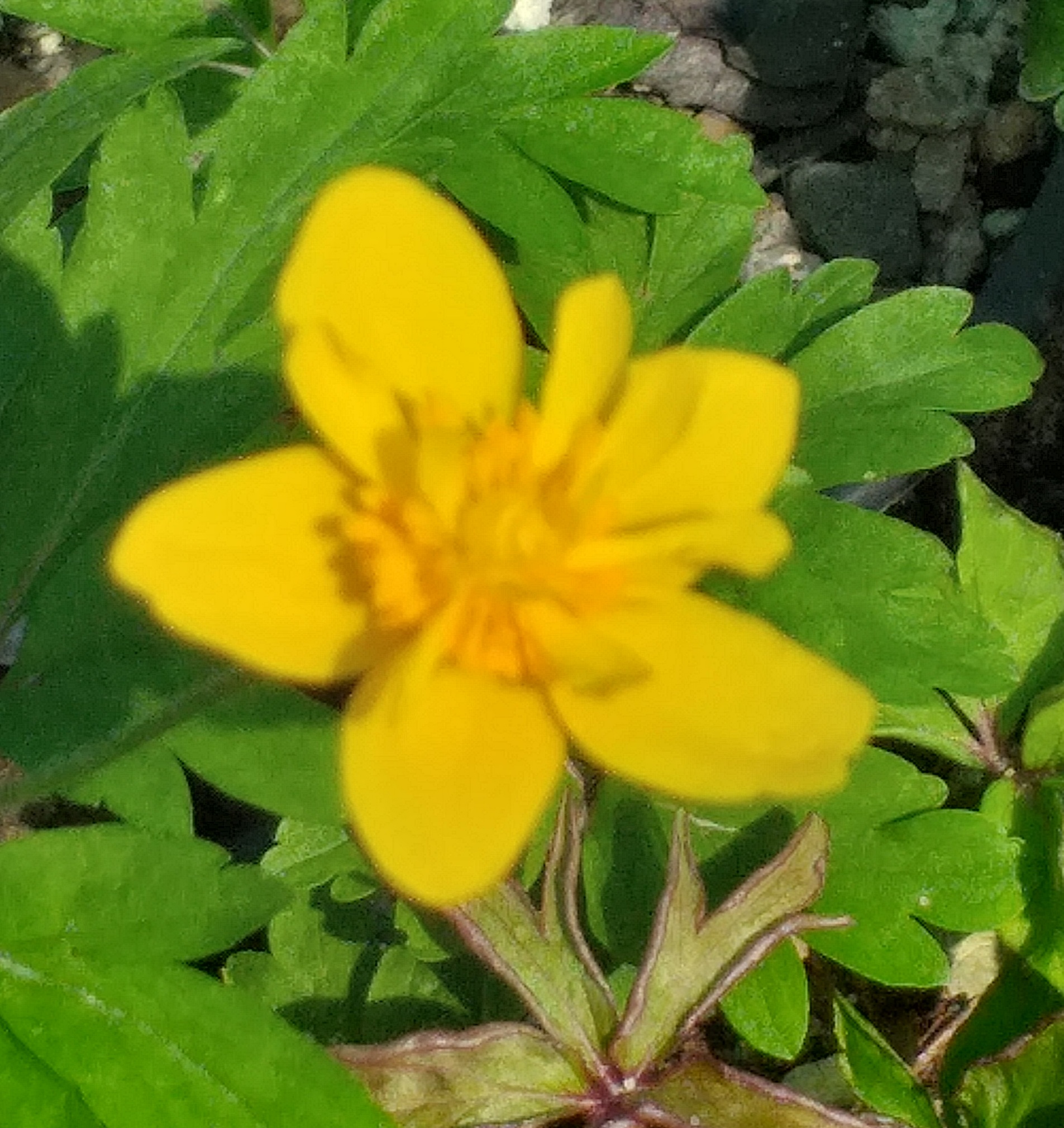 Anemone ranunculoides Virve