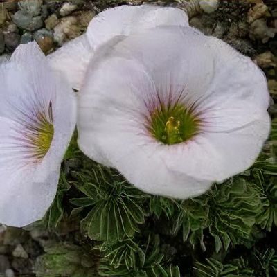 Oxalis enneaphylla Sheffield Swan