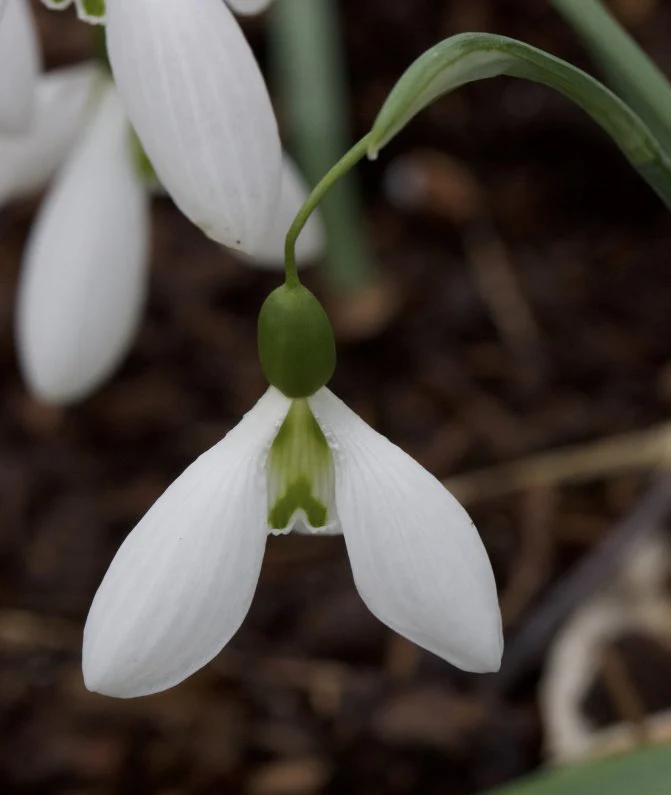 Galanthus Percy Picton