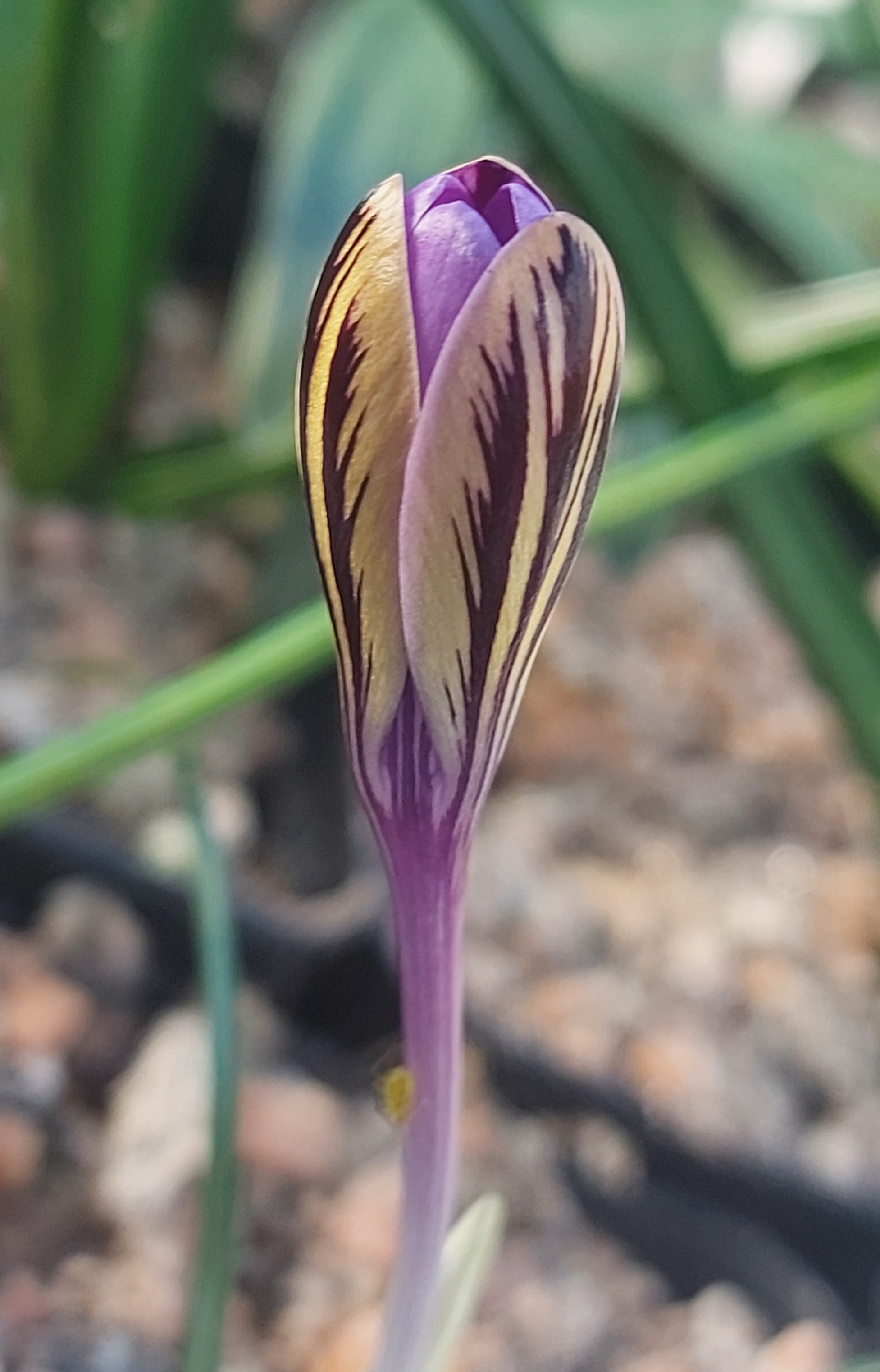 Crocus minimus
