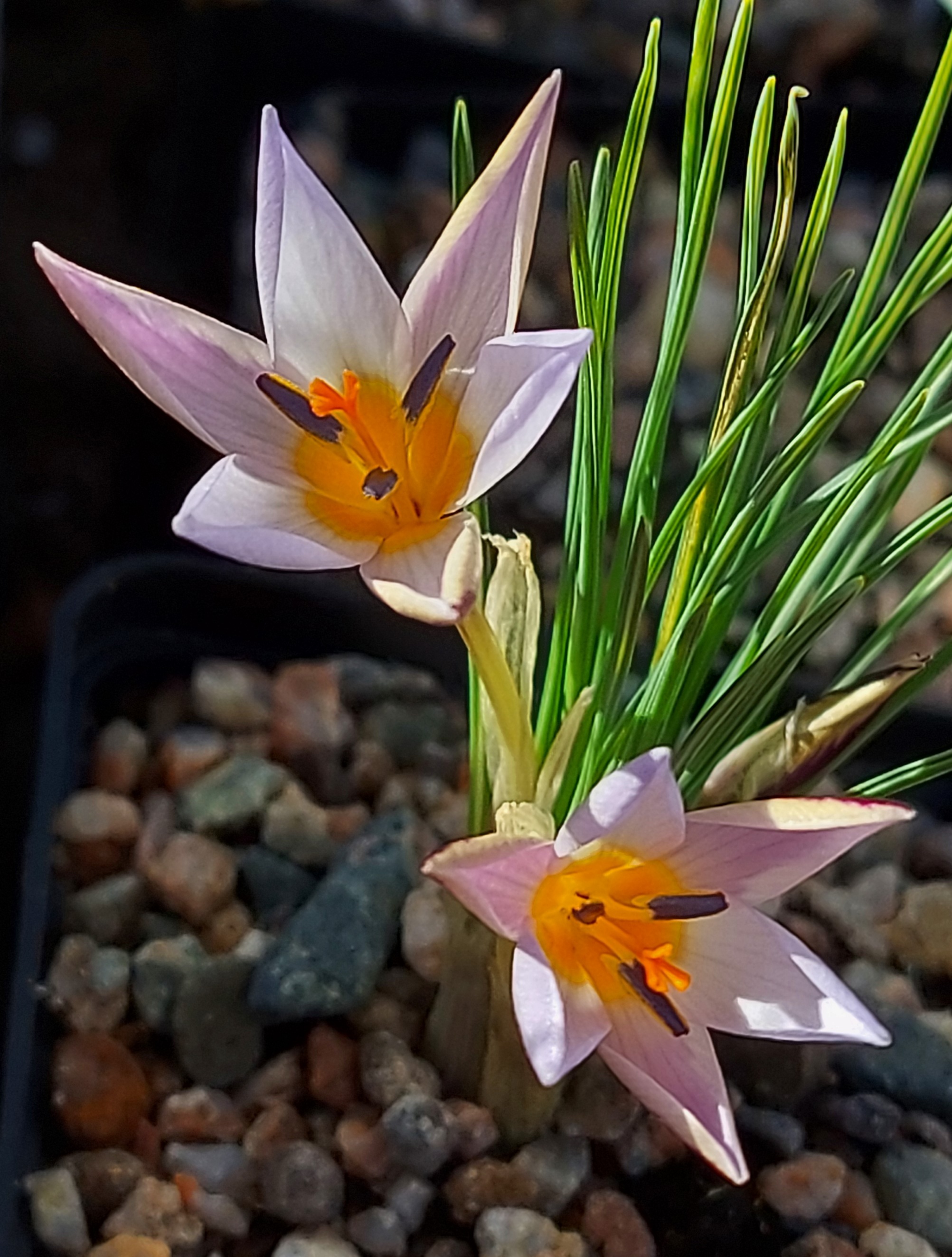 Crocus ionopharynx