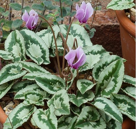 Cyclamen hederifolium No Name