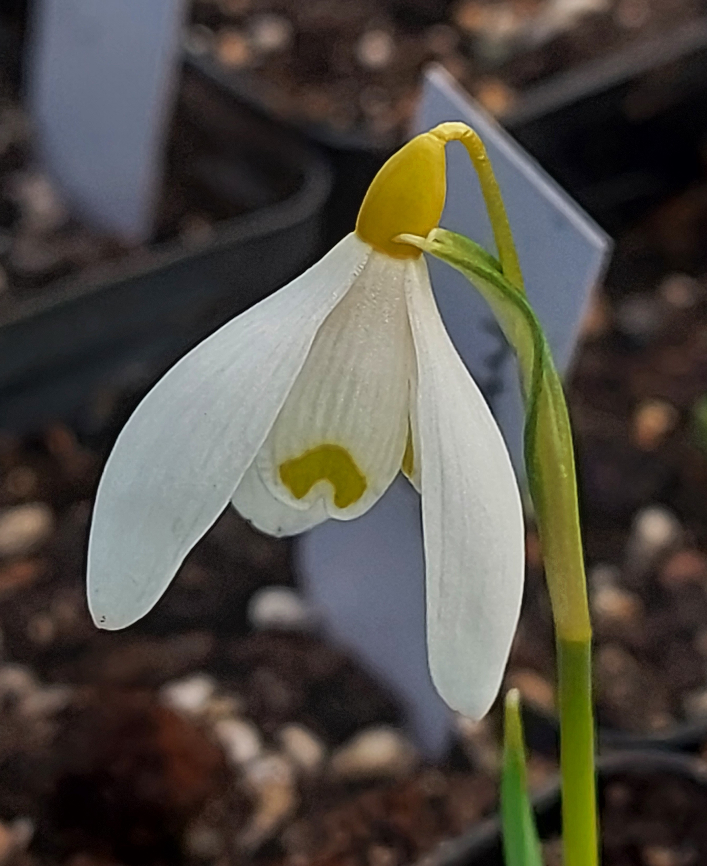 Galanthus Ray Cobb