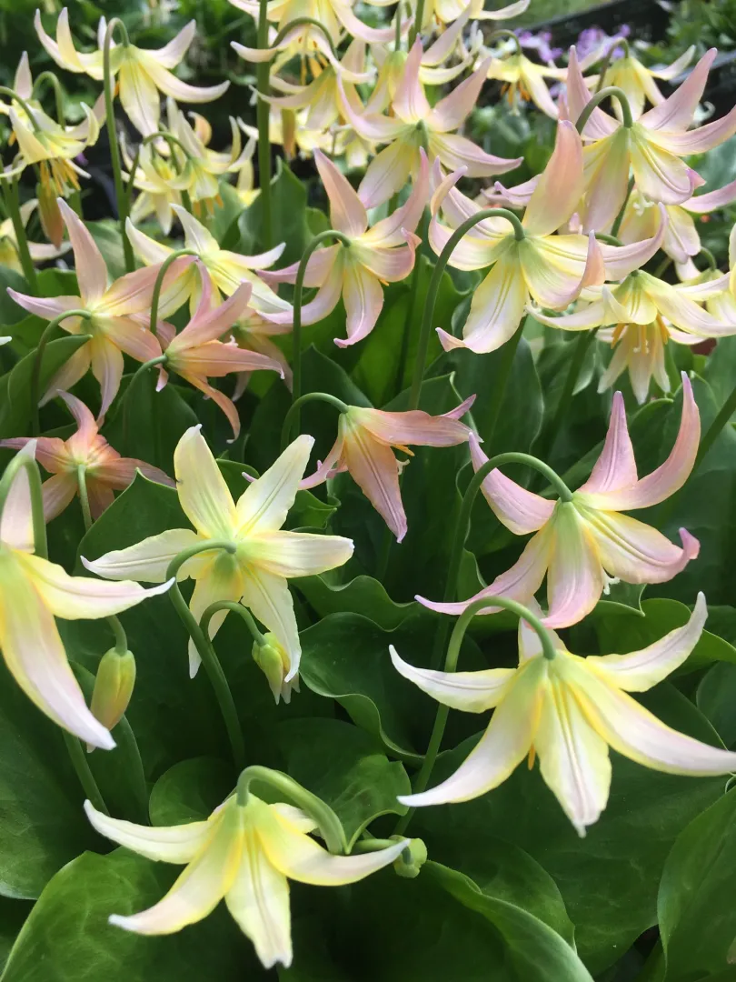 Erythronium Joanna