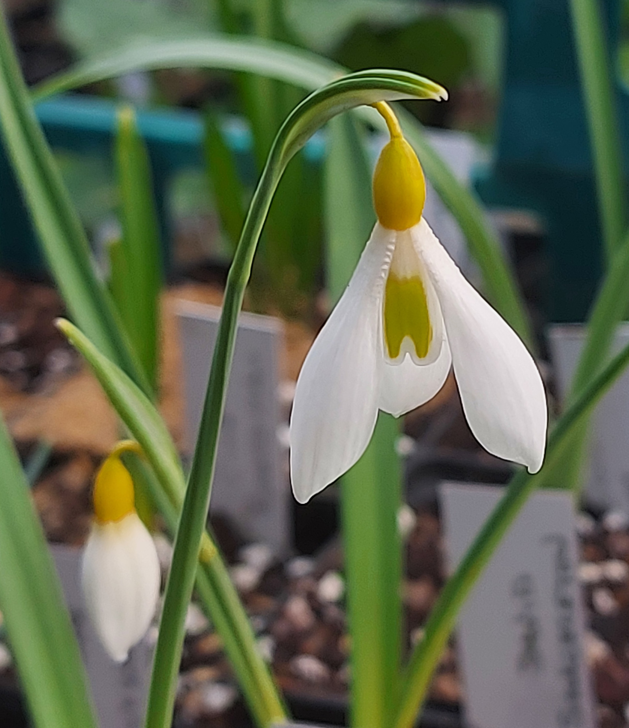 Galanthus Wendy's Gold