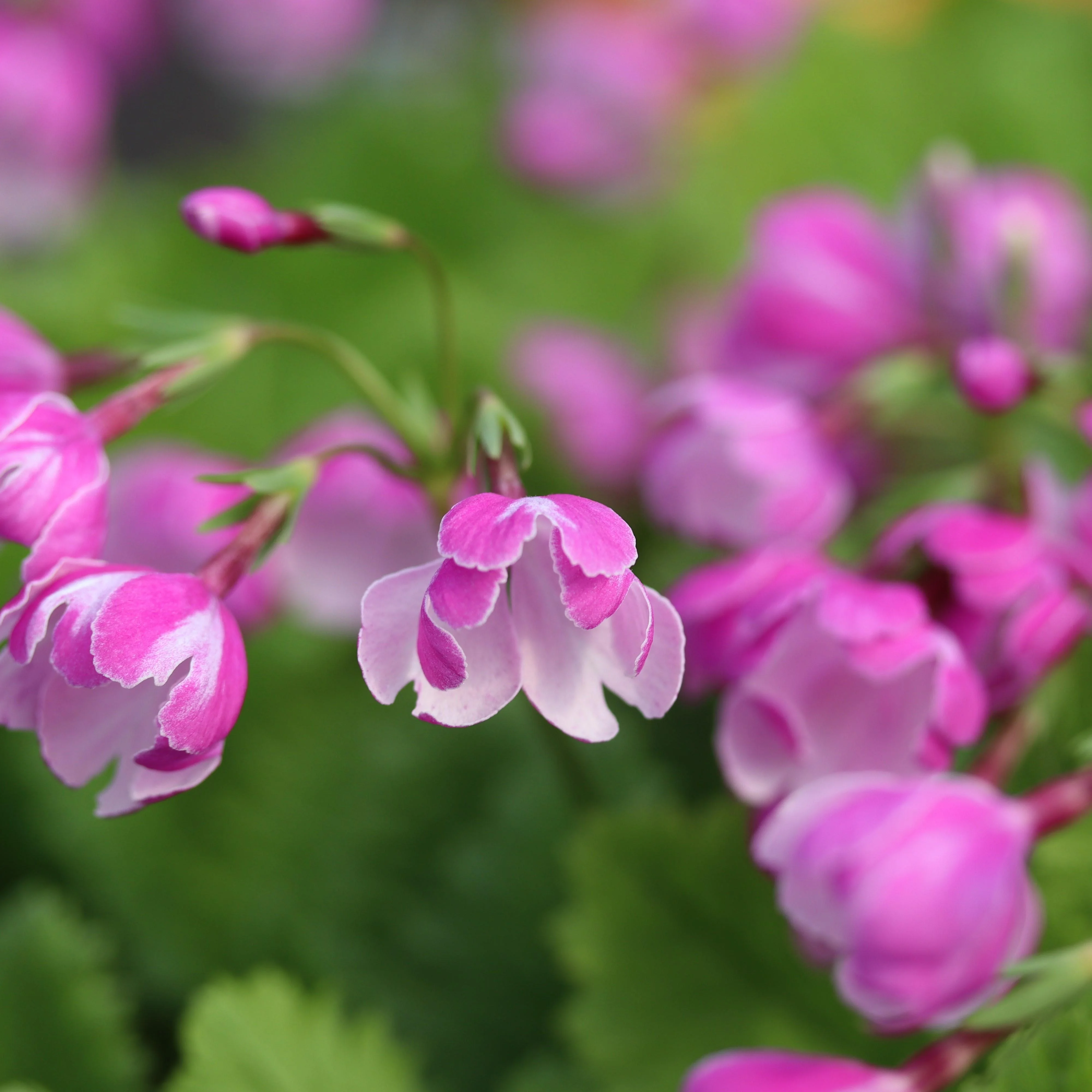 Primula sieboldii Gin-pukurin