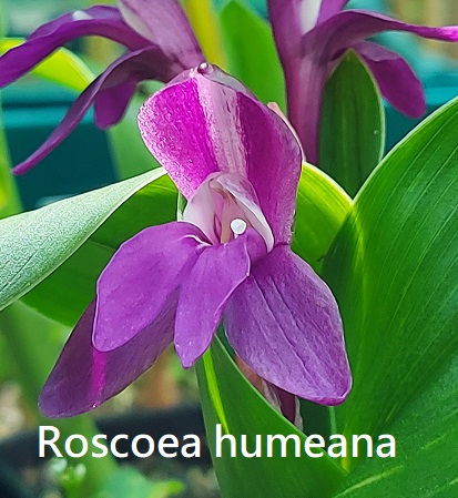 Roscoea humeana 