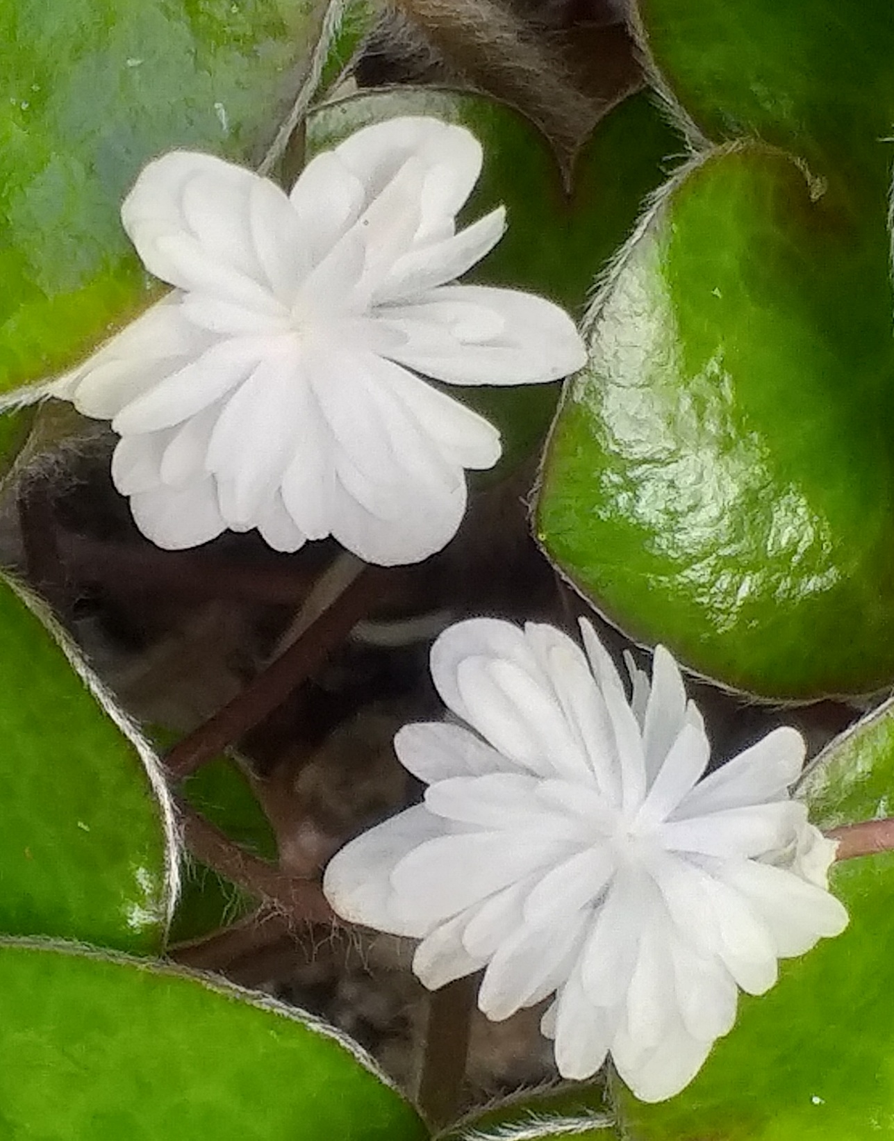 Hepatica japonica Sui En