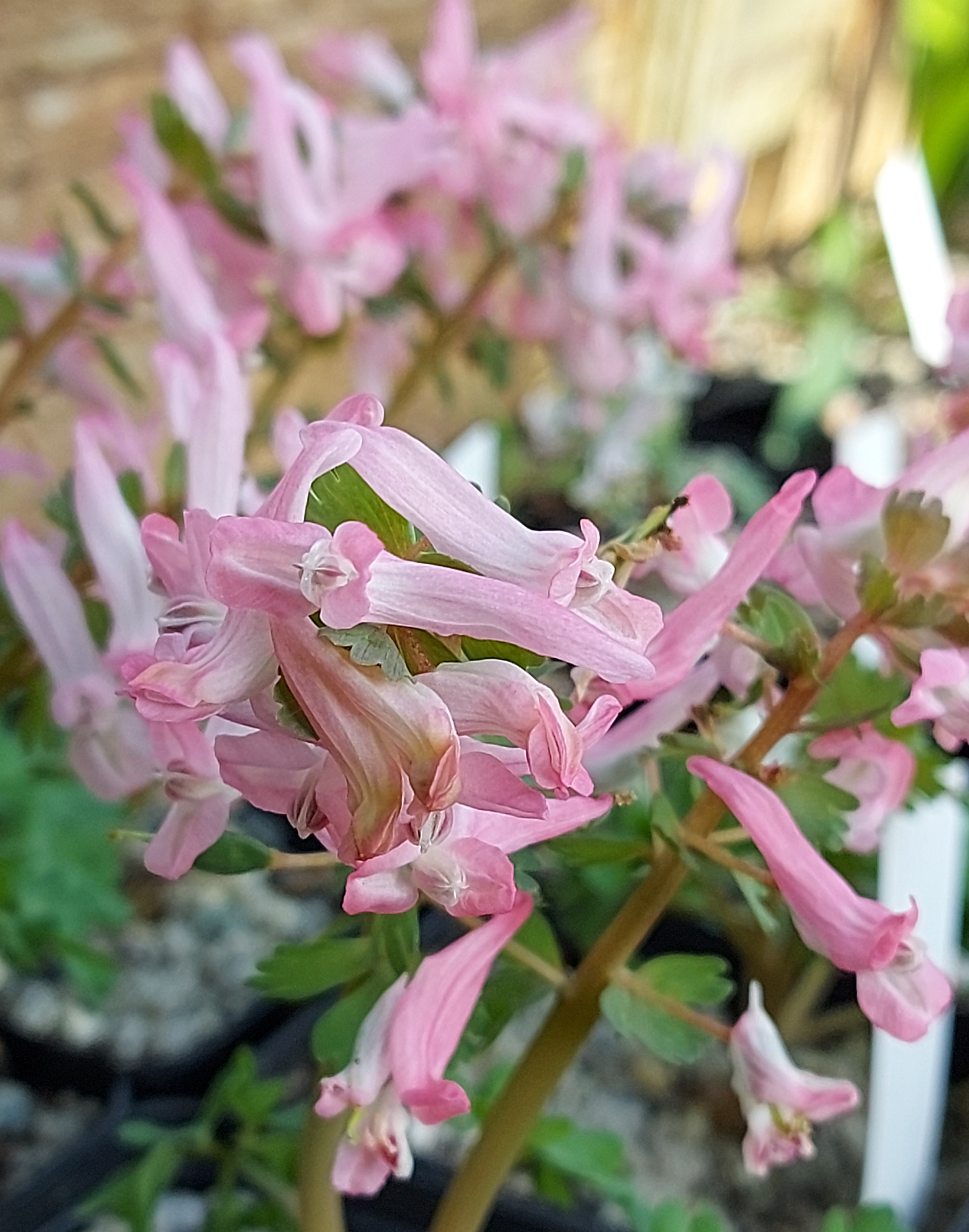 Corydalis solida Beth Evans