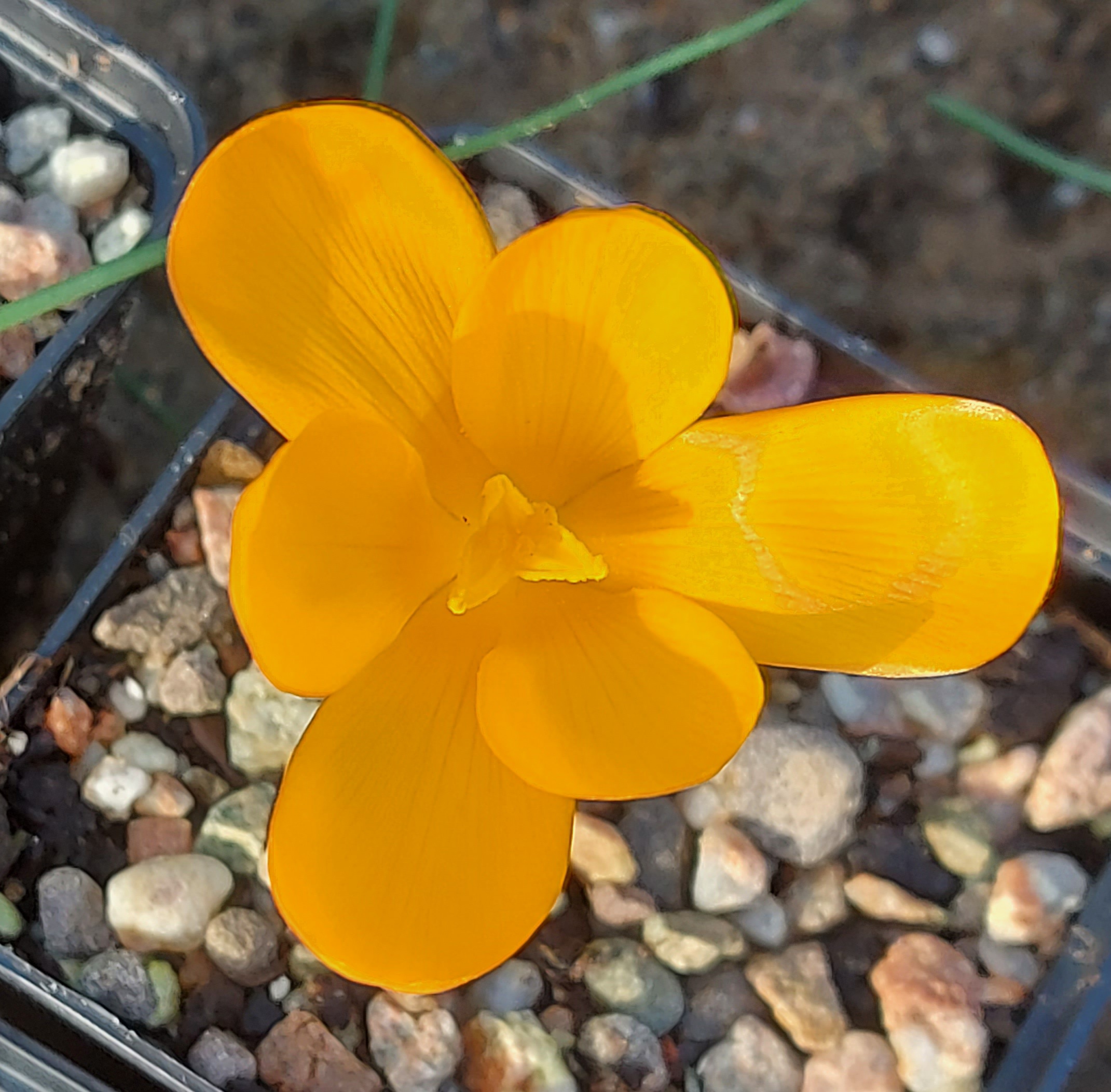Crocus gargaricus