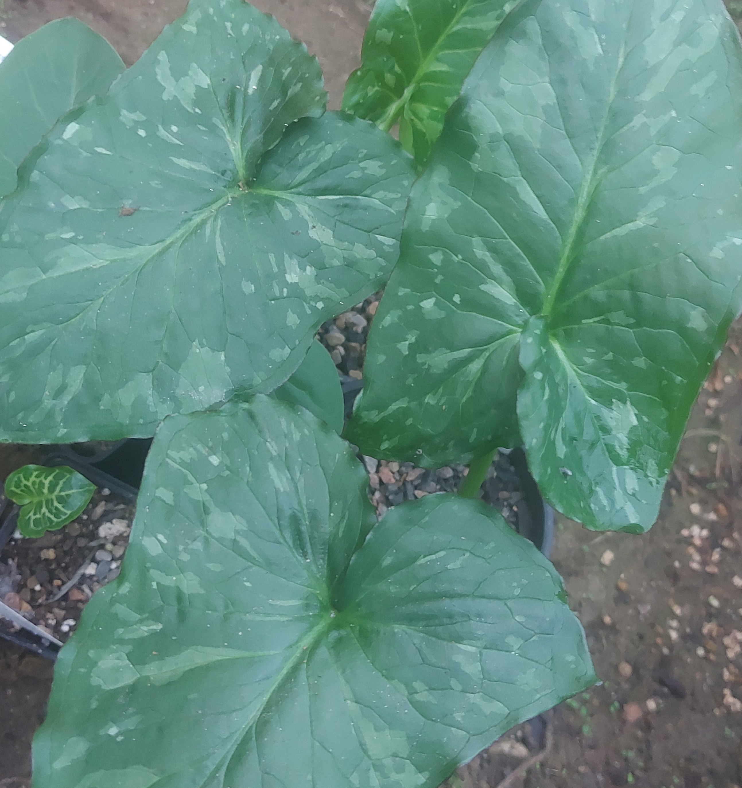 Arum concinnatum