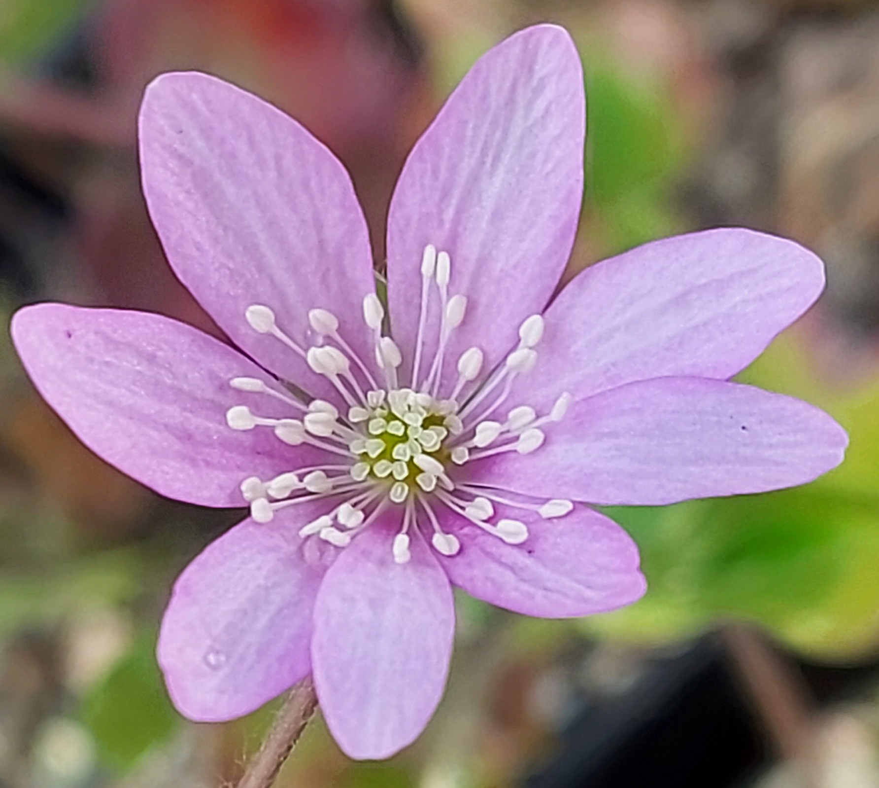 Hepatica nobilis ex Papillion