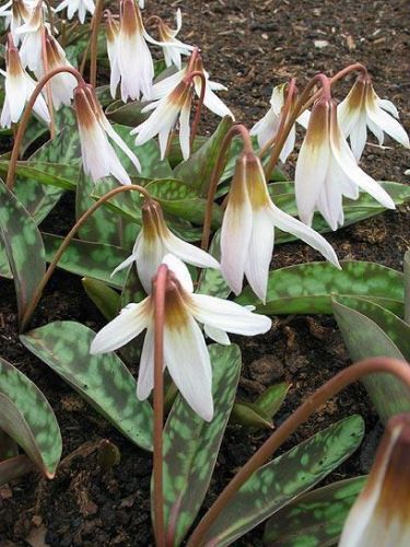 Erythronium dens-canis Snowflake