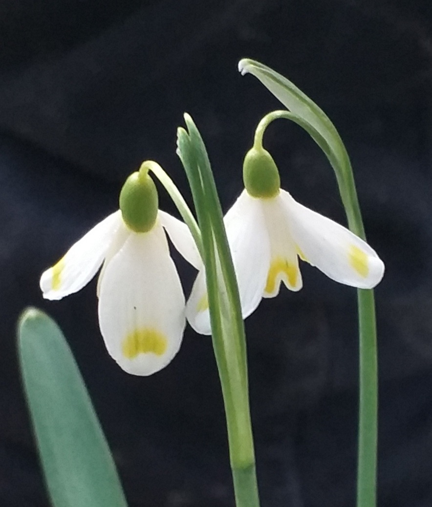Galanthus Midas