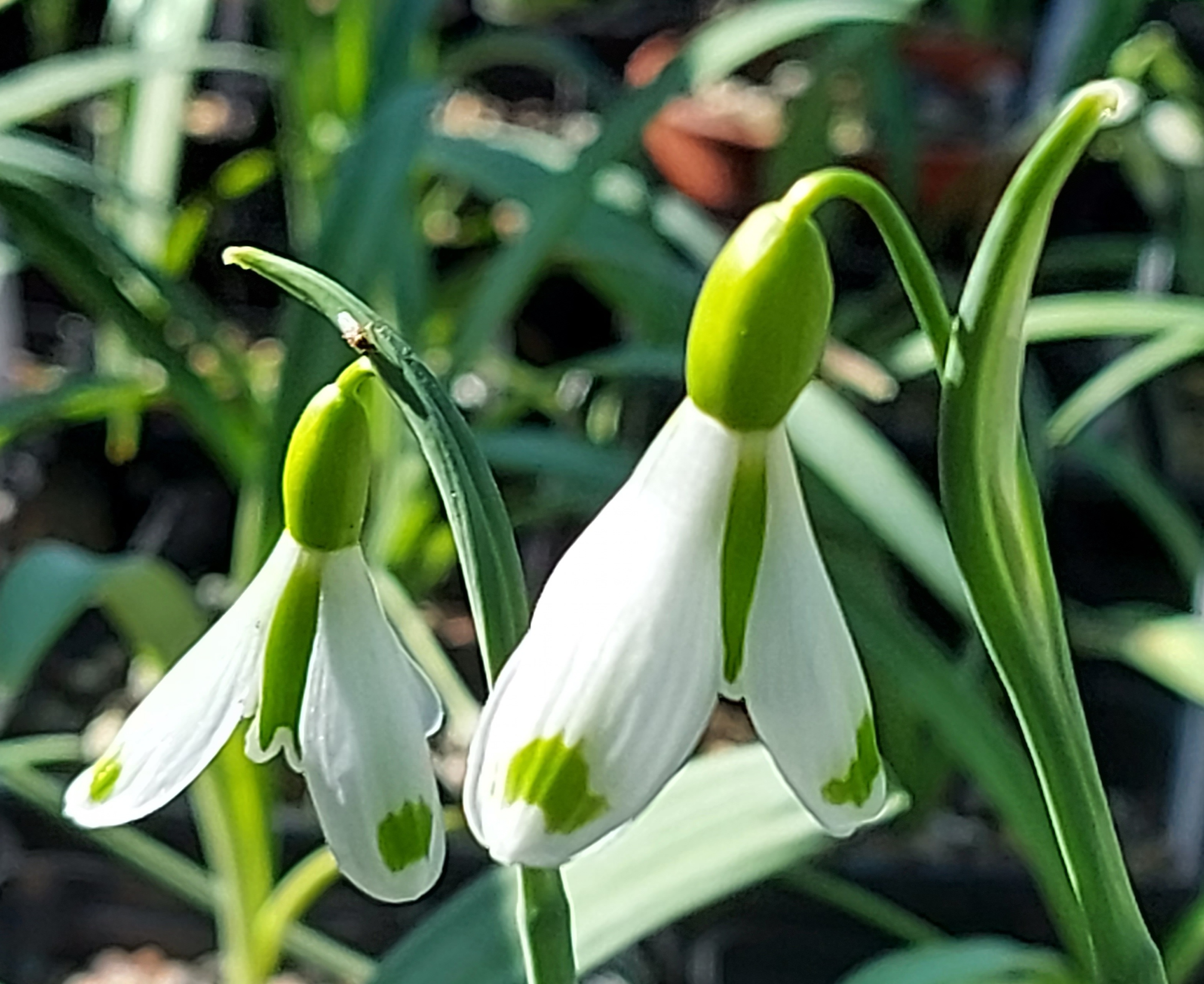 Galanthus Coronet